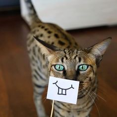 a cat with a funny face drawn on it's nose holding a piece of paper