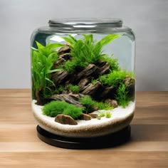 an aquarium filled with plants and rocks on top of a wooden table next to a wall