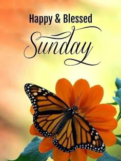 a butterfly sitting on an orange flower with the words happy and blessing sunday written below it