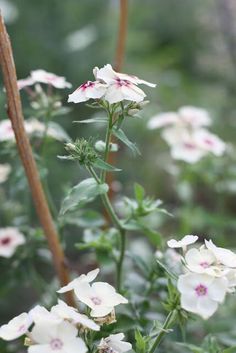 white flowers with pink centers in a garden