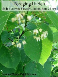 a close up of leaves and flowers with text overlay reading foraging linden edible leaves, flowers, seeds, sap & bark