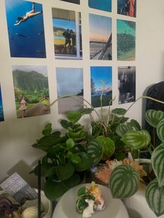 there are many pictures on the wall and plants in the room with it's potted plant