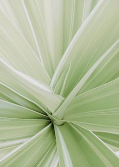 a close up view of the center of a large green leafy plant with thin white lines