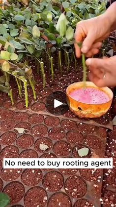 1.4M views · 20K reactions | Drop ❤️ if you want more posts like this
Stimulate plant roots with white wine 🪴
#seedconnect #gardening #gardeningtips | Seed Connect | Seed Connect · Original audio Rooting Plants, Wine Drop, Gemüseanbau In Kübeln, Garden Hacks Diy, Grafting Plants, نباتات منزلية, Indoor Vegetable Gardening