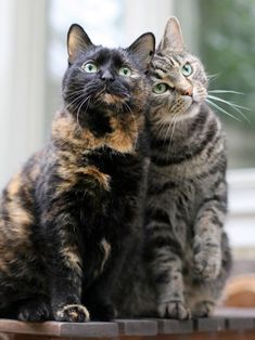 two cats sitting next to each other on top of a wooden table looking at the camera