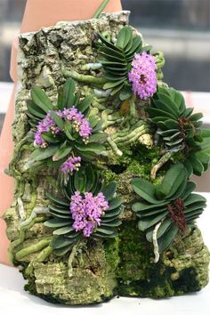 an arrangement of succulents and moss on a rock