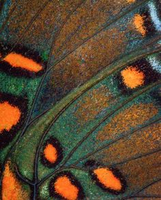 an orange and black butterfly's wing is shown