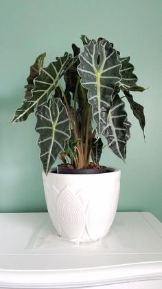 a potted plant sitting on top of a white dresser next to a green wall