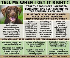 a poster with instructions on how to tell if your dog is right now or not