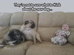 two pugs and a baby sitting on a couch with the caption, they're not to sure what to think about the new dog