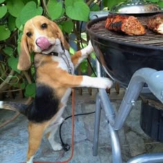 a dog standing on its hind legs next to a bbq grill with chicken on it