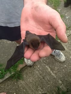 a person holding a small bat in their hand