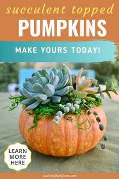 an orange pumpkin with succulents in it and the words, how to make your