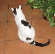 a black and white cat is looking up at a plant