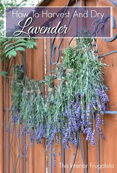 lavender hanging on a fence with text overlay that reads how to harvest and dry lavender