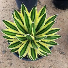 a green and yellow plant sitting in a pot on the ground next to two black pots