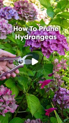 a person cutting flowers with scissors in front of purple and green plants text reads, how to prune hydranges