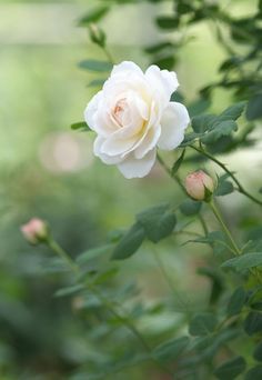 a white rose is blooming in the garden