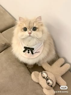 a cat sitting on top of a couch next to a stuffed animal