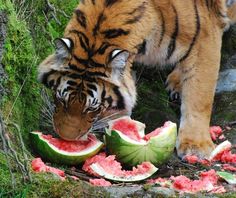 a tiger eating watermelon off the ground