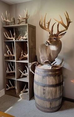 Deer Sheds Ideas, Trophy Wall Hunting, Whitetail Deer Taxidermy, Hunting Themed Bedroom Rustic, Hunting Mancave Ideas, Feminine Hunting Decor, Displaying Deer Antlers, Deer Trophy Room, She’d Antler Display