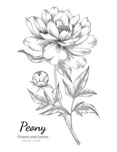 peony flowers and leaves with the words peony written in black ink on a white background