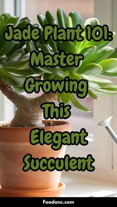 a potted plant with the words jade plant 101 master growing this elegant succulent