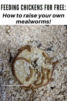 the words how to raise a constant supply of mealworms for chicken feed