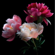 three pink and white flowers in a vase on a black background, with one blooming