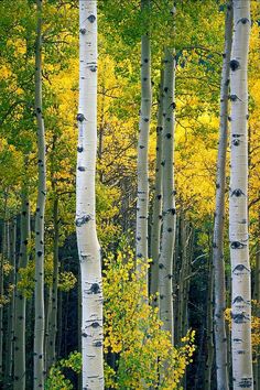 an image of a forest with trees in the background and words that say, good morning