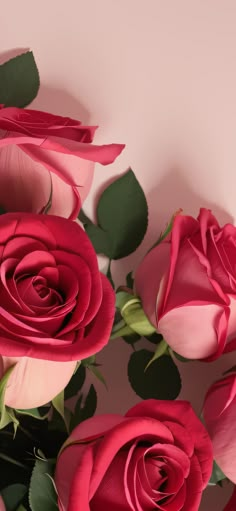 several pink roses with green leaves on a white background and one red rose in the center