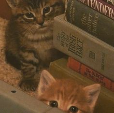 a small kitten sitting next to a pile of books