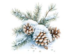 watercolor painting of pine cones and needles in the snow