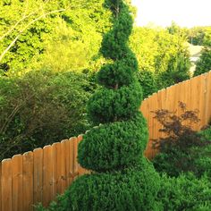 a tall green tree sitting in the middle of a garden next to a wooden fence