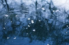 the reflection of trees in water is seen from above, with white flowers floating on it