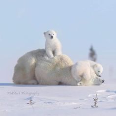 two polar bears are sitting on top of each other in the snow and one is laying down