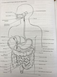 diagram of the human body and its organs