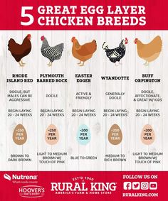 the 5 great egg layer chicken breeds info sheet with instructions for how to hatch them