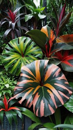 many different types of tropical plants in a garden