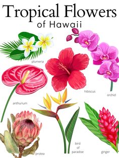 the tropical flowers of hawaii are shown in this poster, which includes different types of flowers