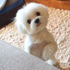 a small white dog sitting on top of a rug