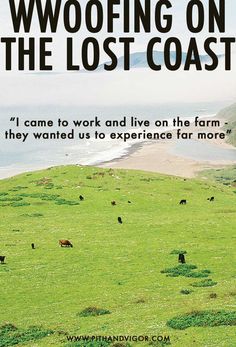 cows grazing in a field with the caption woofing on the lost coast