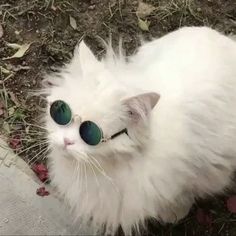 a white cat with green sunglasses sitting on the ground