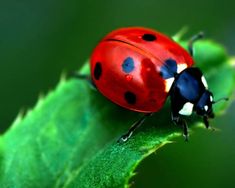 a lady bug sitting on top of a green leaf