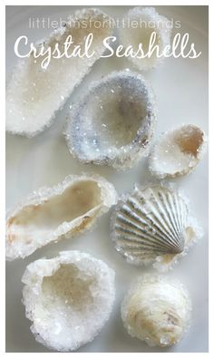 several seashells on a white plate with the caption crystal seashells