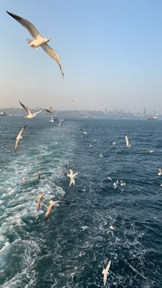 seagulls are flying over the water on a sunny day