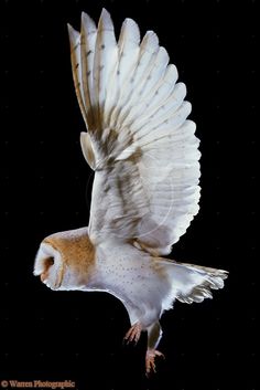 an owl flying through the air with its wings spread