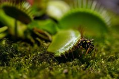 a close up of a green plant on the ground