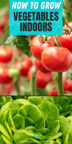 tomatoes and lettuce growing in the garden with text overlay how to grow vegetables indoors