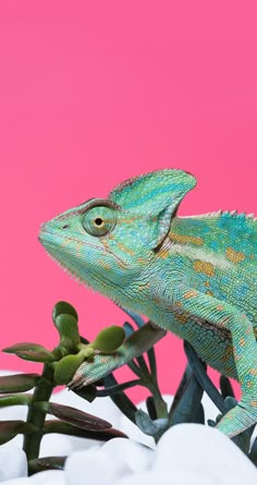 a green chamelon sitting on top of a plant next to a pink wall